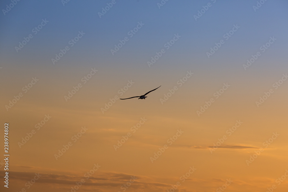 Naklejka premium Seagull flying alone during a tropical sunset
