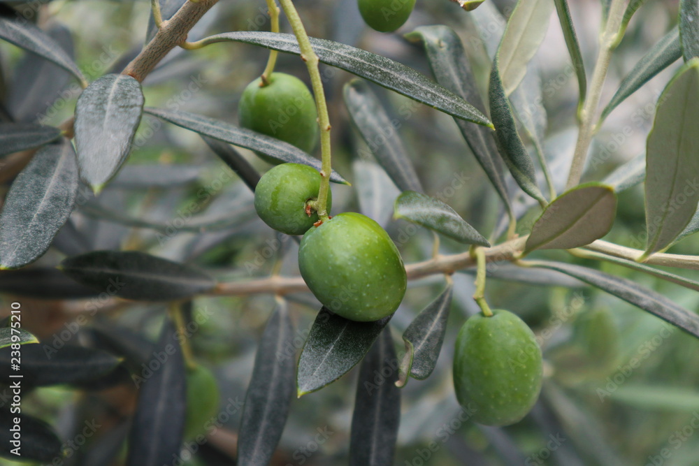 Green Olive trees garden, ready for harvest.Fresh olives.