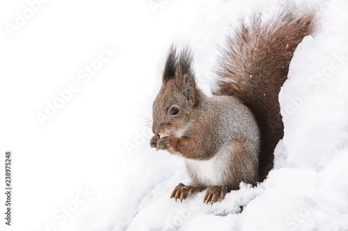 closeup image of red squirrel sitting on tree trunk with nut in winter forest