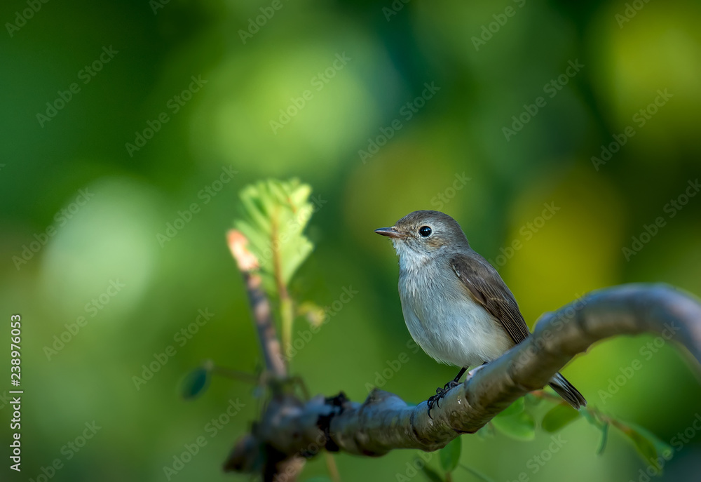 Asian Brown Flycatcher on branch. Asian Brown Flycatcher on branch.