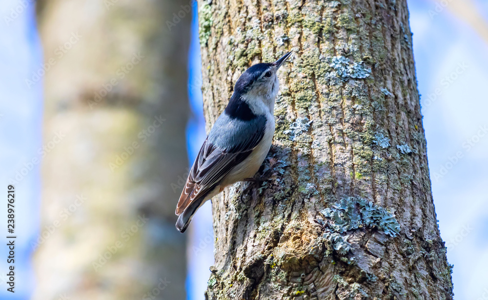 Naklejka premium The white-breasted nuthatch (Sitta carolinensis) small American song bird