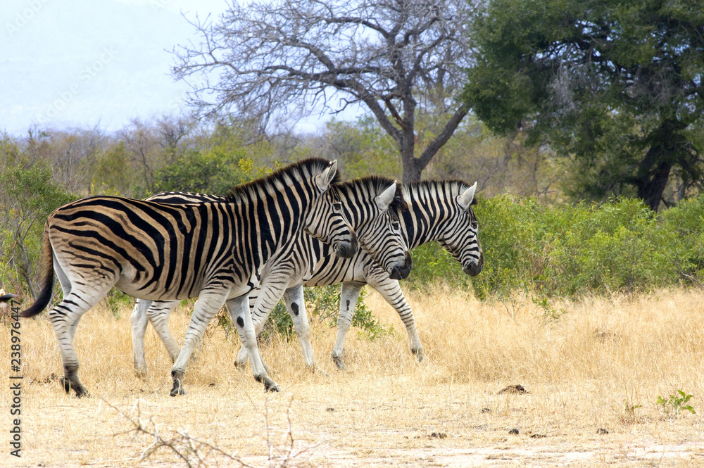 Obraz premium Three Zebras walking in tandem 