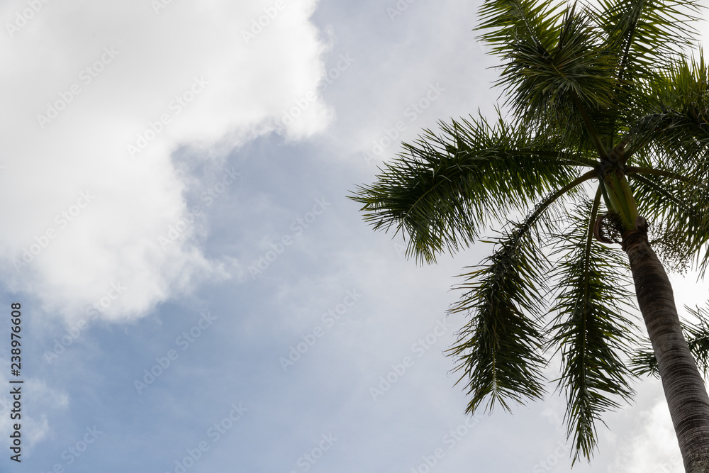 trees and blue sky