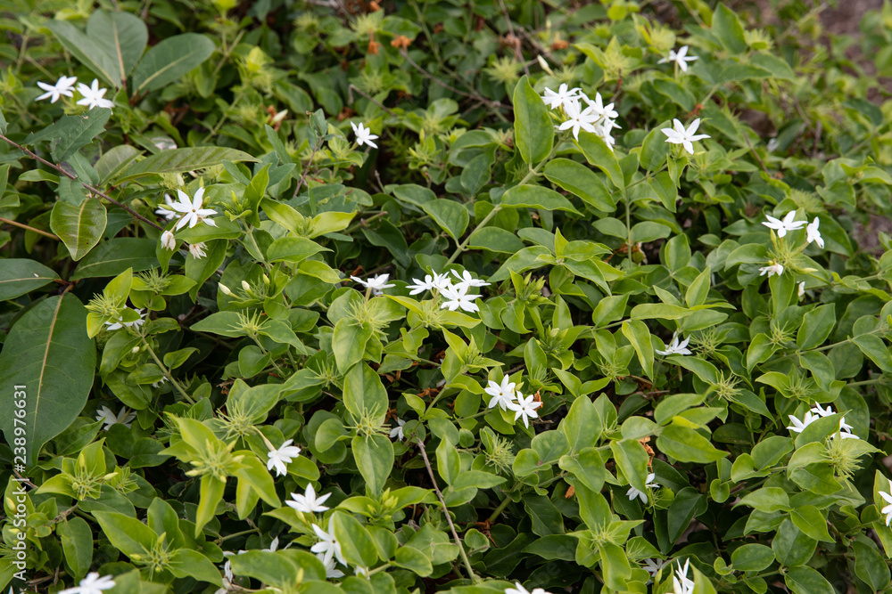 flowers in the garden