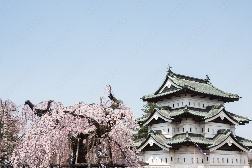 Cherry blossoms at the Hirosaki Castle Park in Hirosaki, Aomori, Japan