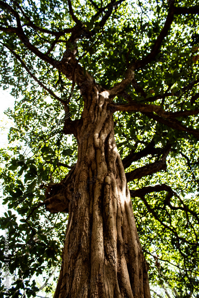 Fototapeta premium A tree and its top