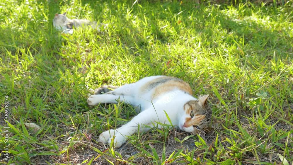 cat lying and sleeping cat lying and sleeping