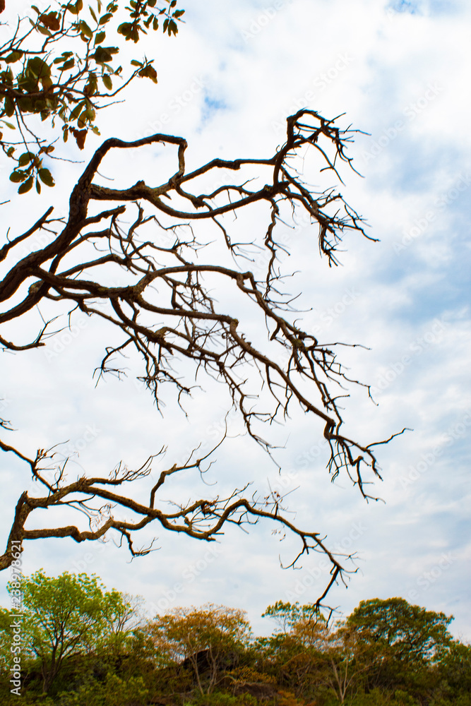 Obraz premium Dry branches in the sky