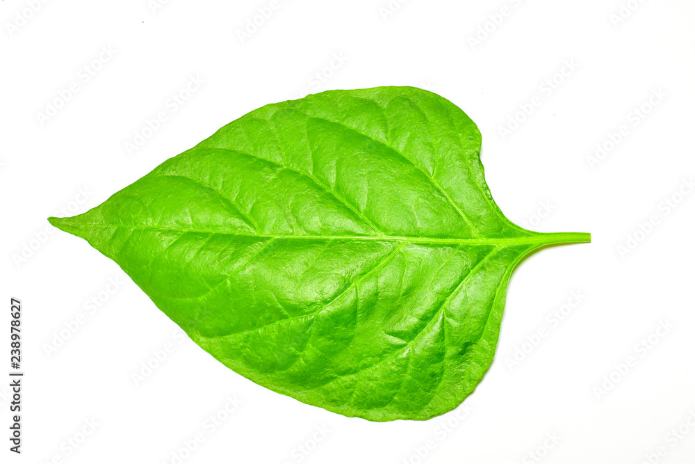 Obraz premium Green chilli leave