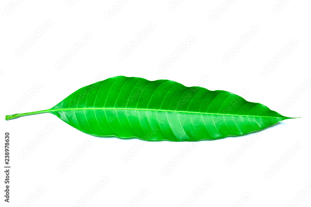 Obraz premium Green leave on isolated