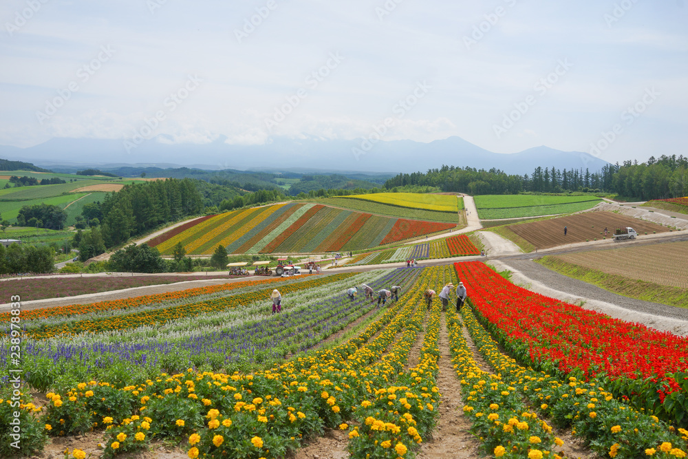 Colorful flower garden in Hokkaido, Japan.