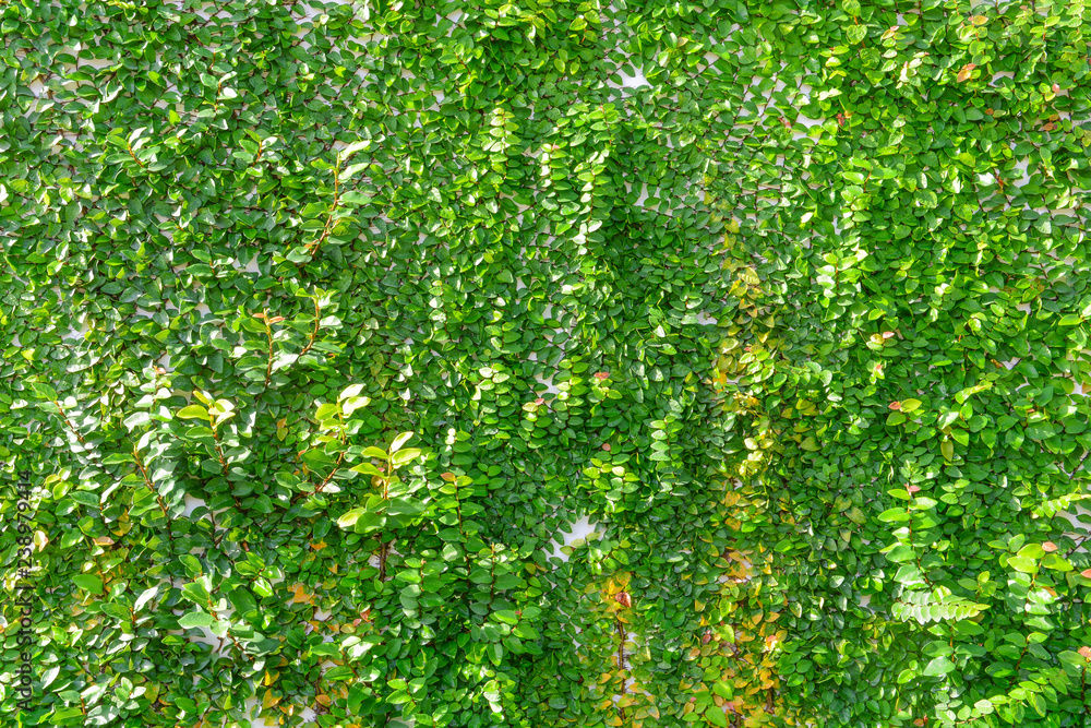 green creeper plant on wall with sunshine in the morning green creeper plant on wall with sunshine in the morning