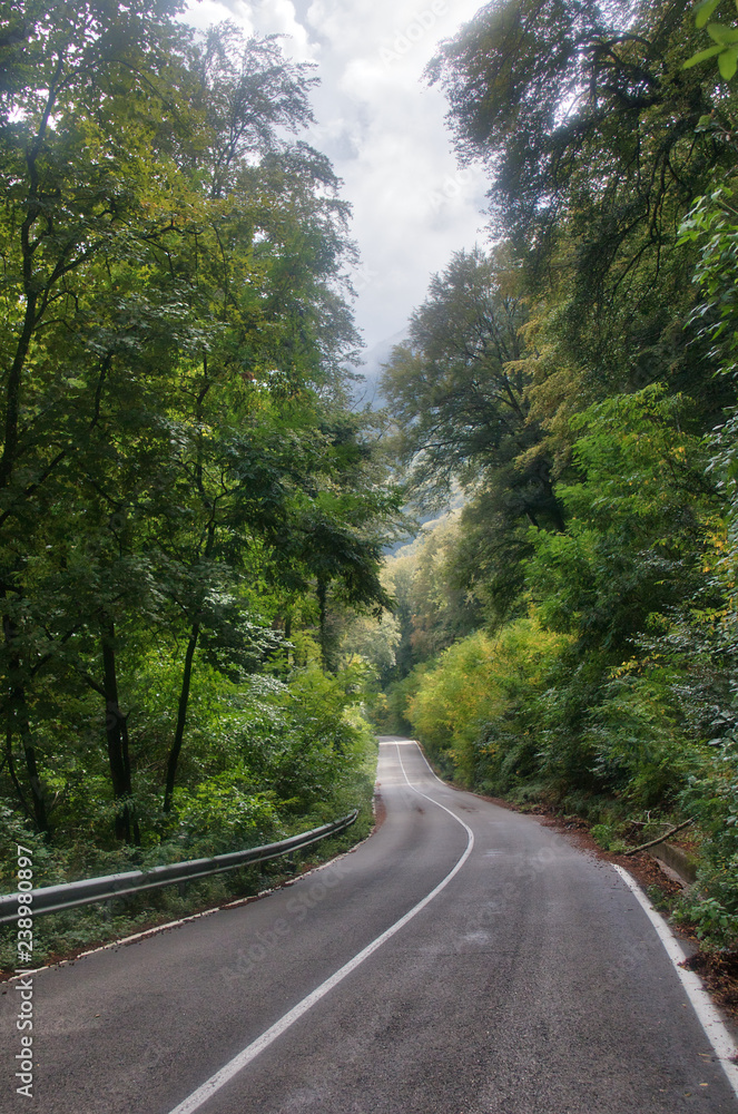 Empty road cutting through the forest in lake Bracciano Empty road cutting through the forest in lake Bracciano