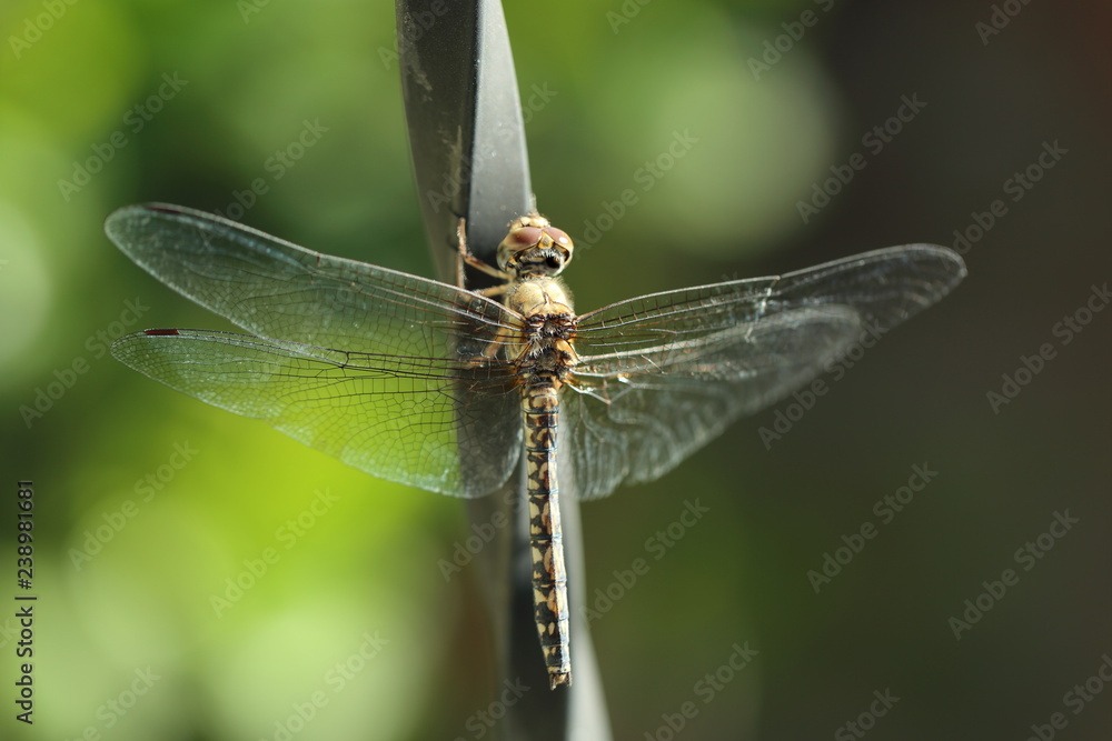Dragonfly Dragonfly