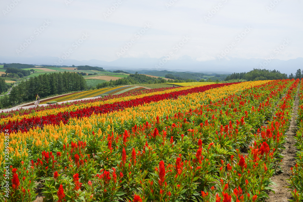Fototapeta premium Colorful flower garden in Hokkaido, Japan.