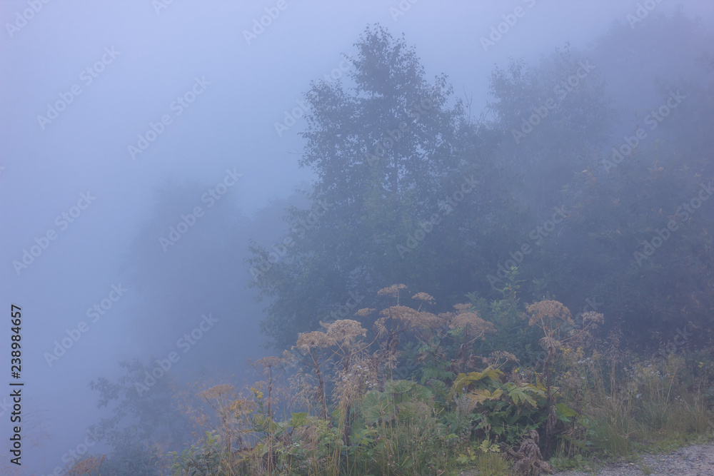 Fototapeta Subalpine in the morning fog.