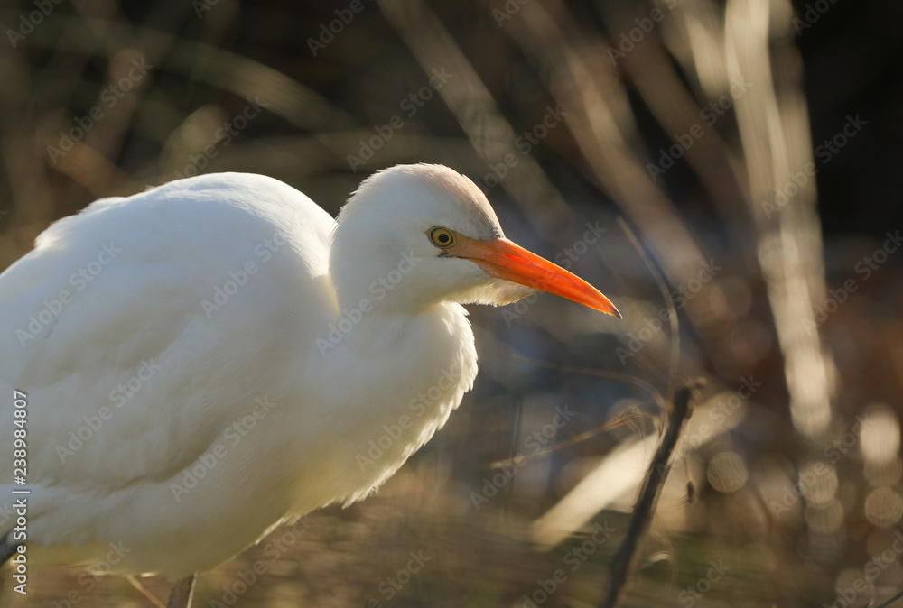 A beautiful Cattle Egret (Bubulcus ibis) hunting for food in a field where cows are grazing in the UK. A beautiful Cattle Egret (Bubulcus ibis) hunting for food in a field where cows are grazing in the UK.
