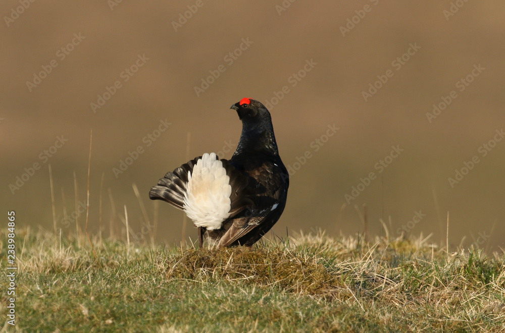 A stunning male Black Grouse (Tetrao tetrix) displaying to a female on the moors. A stunning male Black Grouse (Tetrao tetrix) displaying to a female on the moors.