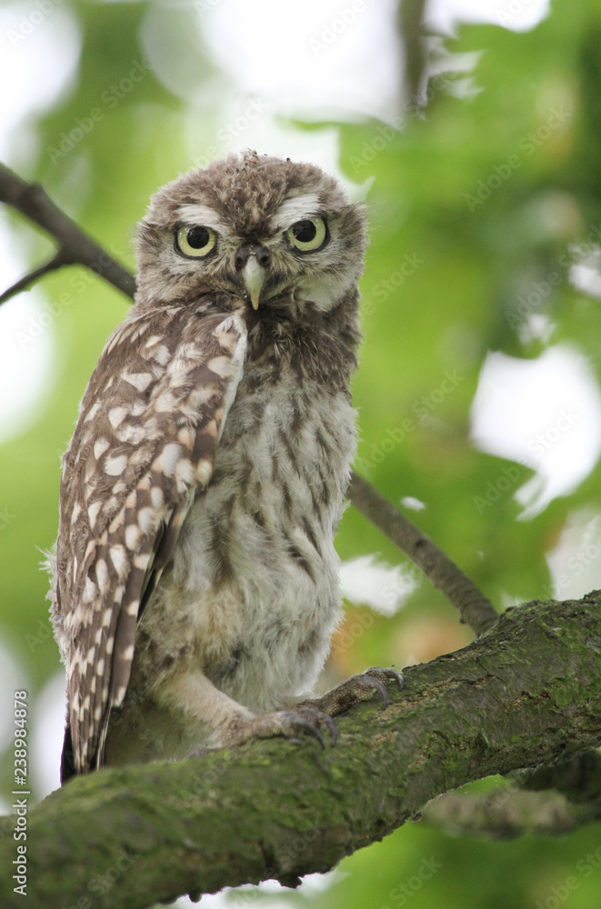 A cute baby Little Owl (Athene noctua) perched in an Oak tree. A cute baby Little Owl (Athene noctua) perched in an Oak tree.