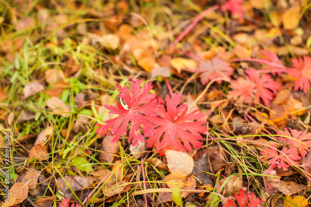 Nature autumn background with red foliage in shallow depth of field. Nature autumn background with red foliage in shallow depth of field.