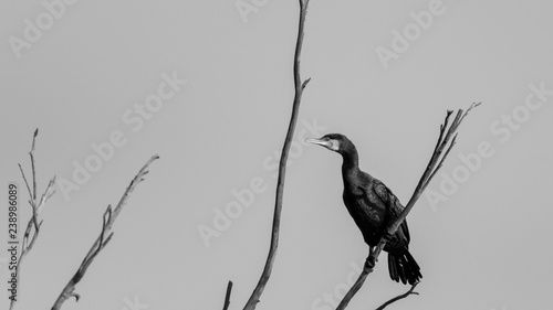 Cormorant in the wildlife- Israel