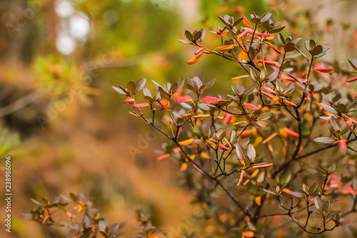 Nature autumn background with golden foliage in shallow depth of field.
