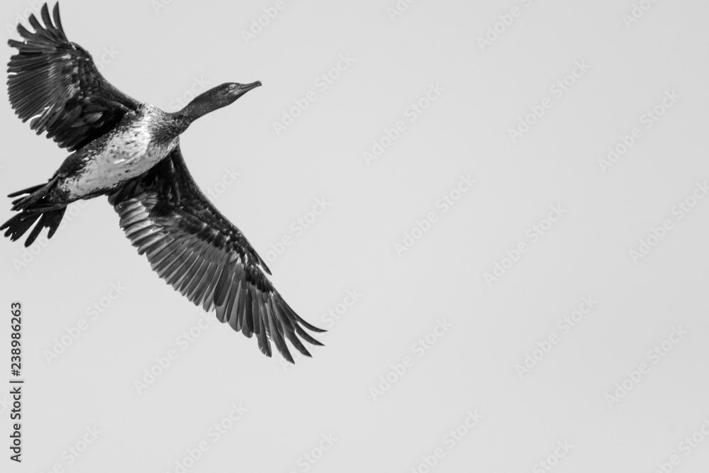 Obraz premium Cormorant in the wildlife- Israel