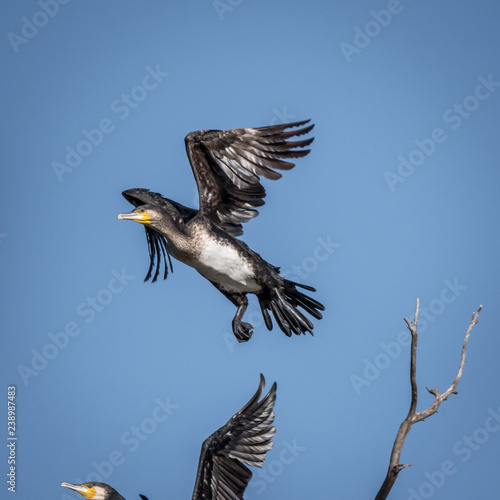 Cormorant in the wildlife- Israel