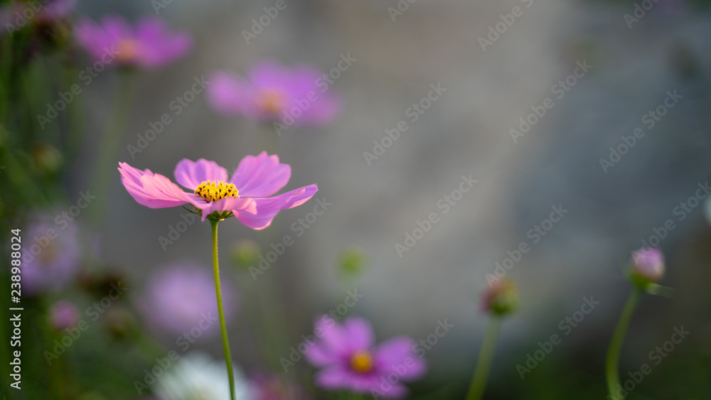Cosmos flowers on blur background.