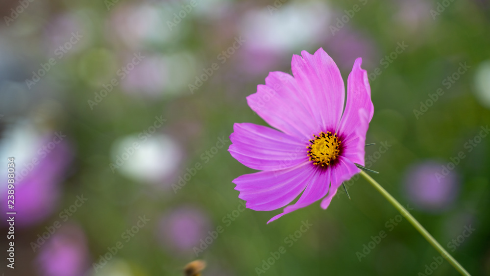 Cosmos flowers on blur background. Cosmos flowers on blur background.
