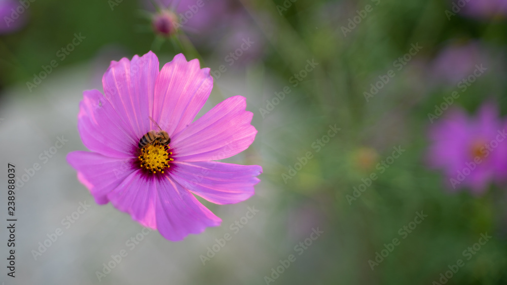Cosmos flowers on blur background. Cosmos flowers on blur background.