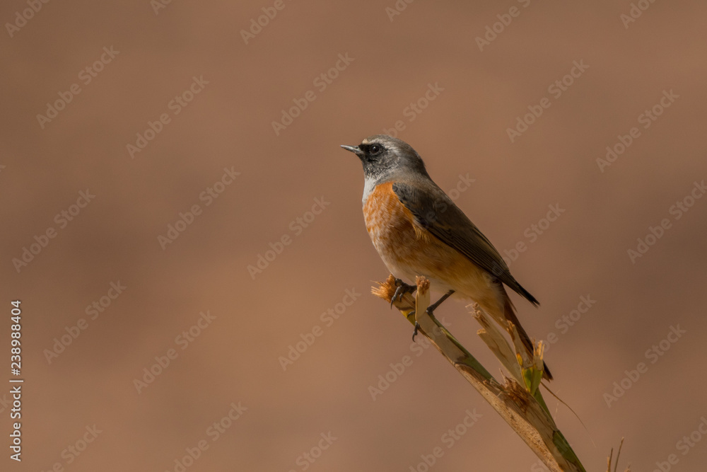 Common Redstart / Phoenicurus phoenicurus Common Redstart / Phoenicurus phoenicurus