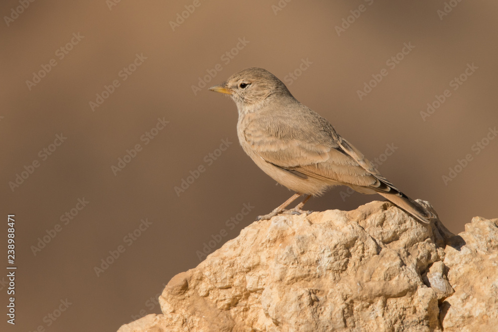 Desert Lark / Ammomanes deserti Desert Lark / Ammomanes deserti
