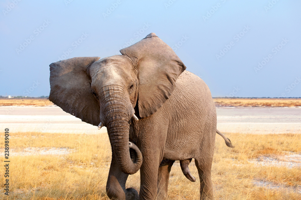 Big male elephant with long trunk close up in Etosha National Park, Namibia, South Africa