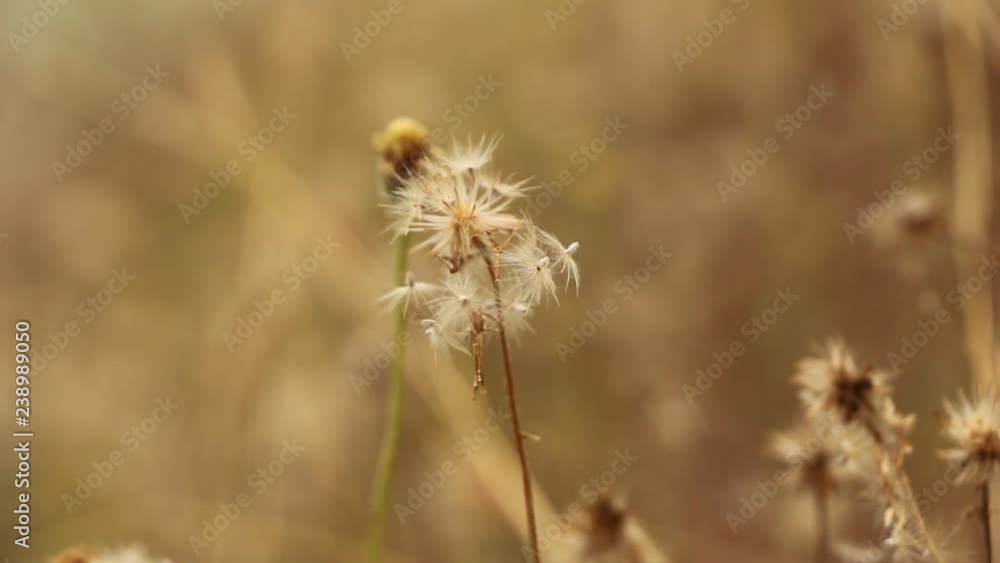 Dry flower of Coat buttons,Wild daisy grass flowers against sunlight in field beside the way.Blur nature background. Little warm tone. Dry flower of Coat buttons,Wild daisy grass flowers against sunlight in field beside the way.Blur nature background. Little warm tone.