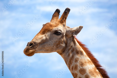 Head of giraffe on blue sky with white clouds background close up on safari in Chobe National Park, Botswana, Southern Africa © Vera NewSib