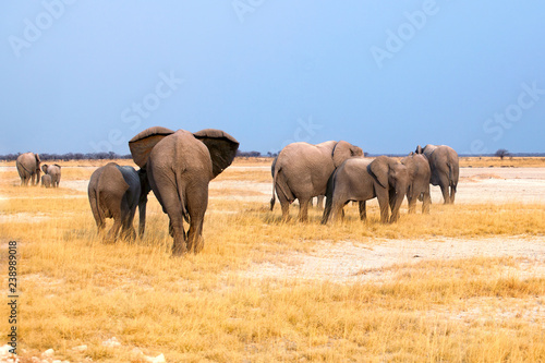 Group of elephants big and small cubs on yellow grass and blue sky background in Etosha National Park  Namibia  South Africa
