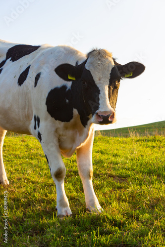 allgau cows at sunset with blue sky