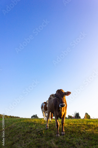 allgau cows at sunset with blue sky