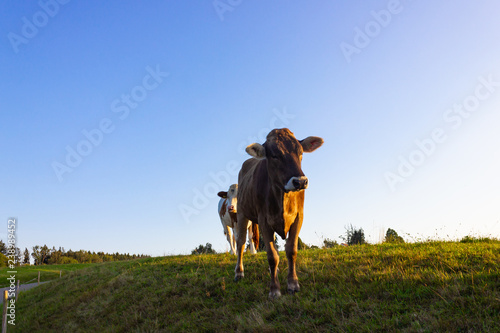 allgau cows at sunset with blue sky © rudolfgeiger