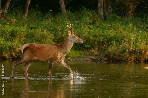 Red deer (Cervus elaphus) in the river during the rut. Bieszczady Mountains, Poland.