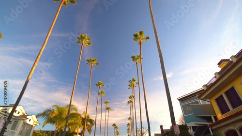 Wide shot looking up at tall palm trees from below on a Los Angeles, California street or boulevard on a sunny afternoon.