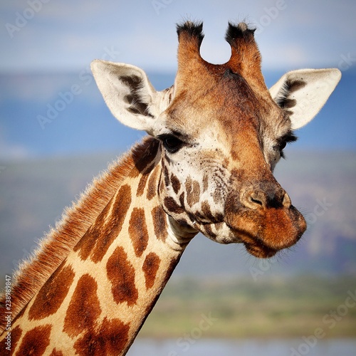 Rothschild giraffe  photo