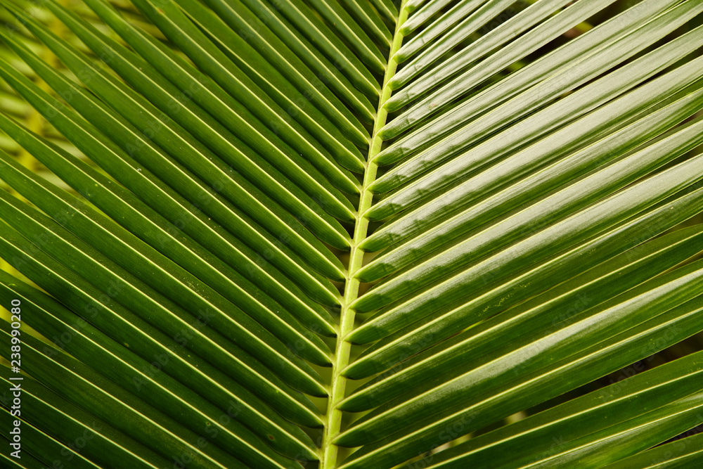 Topical coconut Leaves green background Topical coconut Leaves green background