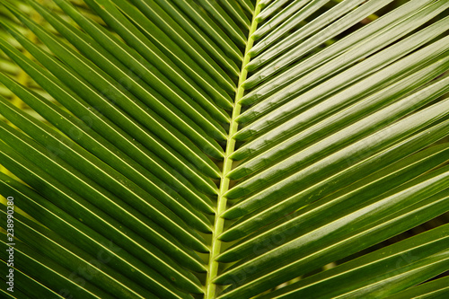 Topical coconut Leaves green background