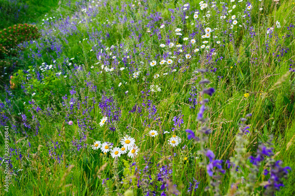 field of white daisies and lilac lupine flowers