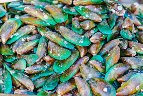 Perna viridis, known as the Asian Green Mussels Thailand an economically important mussel, a bivalve belonging to the family Mytilidae.