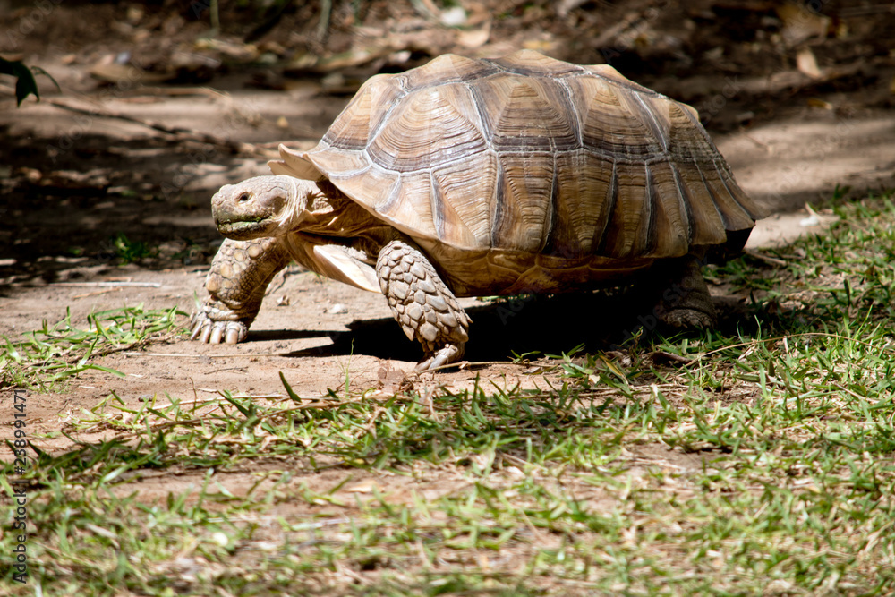 Obraz premium aldabra giant tortoise
