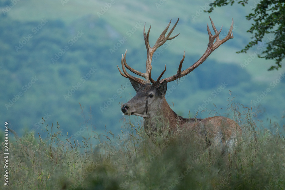 Fototapeta premium Red deer (Cervus elaphus) in a meadow near the forest during the rut