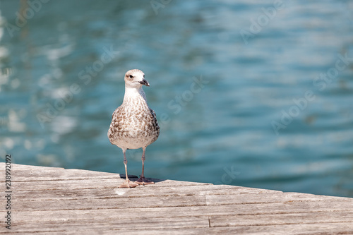 Quadro em tela Seagull in a sea port
